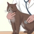 Prendersi cura di un gatto con felv