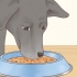 Prendersi cura di un labrador retriever