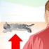 Prendersi cura del proprio gatto dopo la sterilizzazione o la sterilizzazione