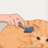 Impedire ai gatti di perdere pelo
