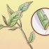 Weigela di potatura