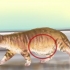 Diagnosi di vermi in un gatto