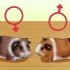Controlla se la tua cavia è incinta