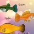 Controlla se il tuo pesce è incinta