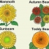 Girasoli in crescita