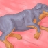 Assicurati che il tuo cane non dorma più nel tuo letto