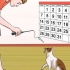 Impedisci al tuo gatto di attaccarti
