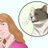 Assicurati che il tuo gatto non si spezzi da solo