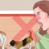 Fai smettere di litigare i tuoi due cani