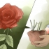 Elimina le macchie nere sulle rose